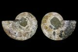 Agate Replaced Ammonite Fossil - Madagascar #166778-1